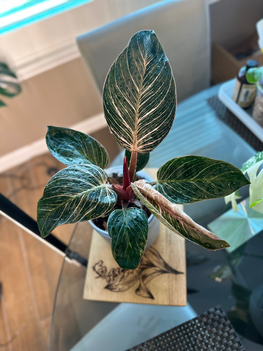 Philodendron Pink Birkin #1 - 6 inch
