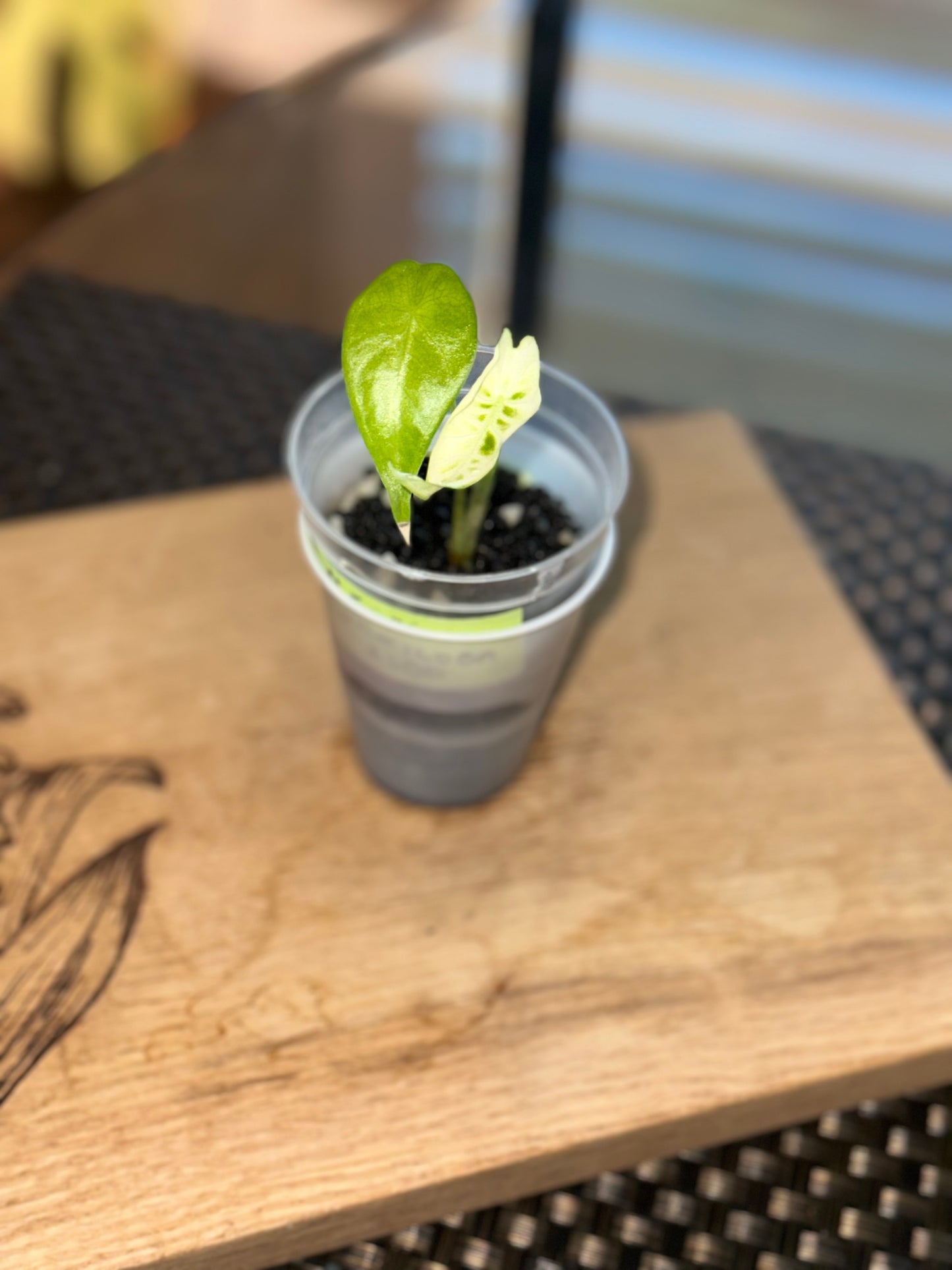 Alocasia Longiloba Albo Pup - #3
