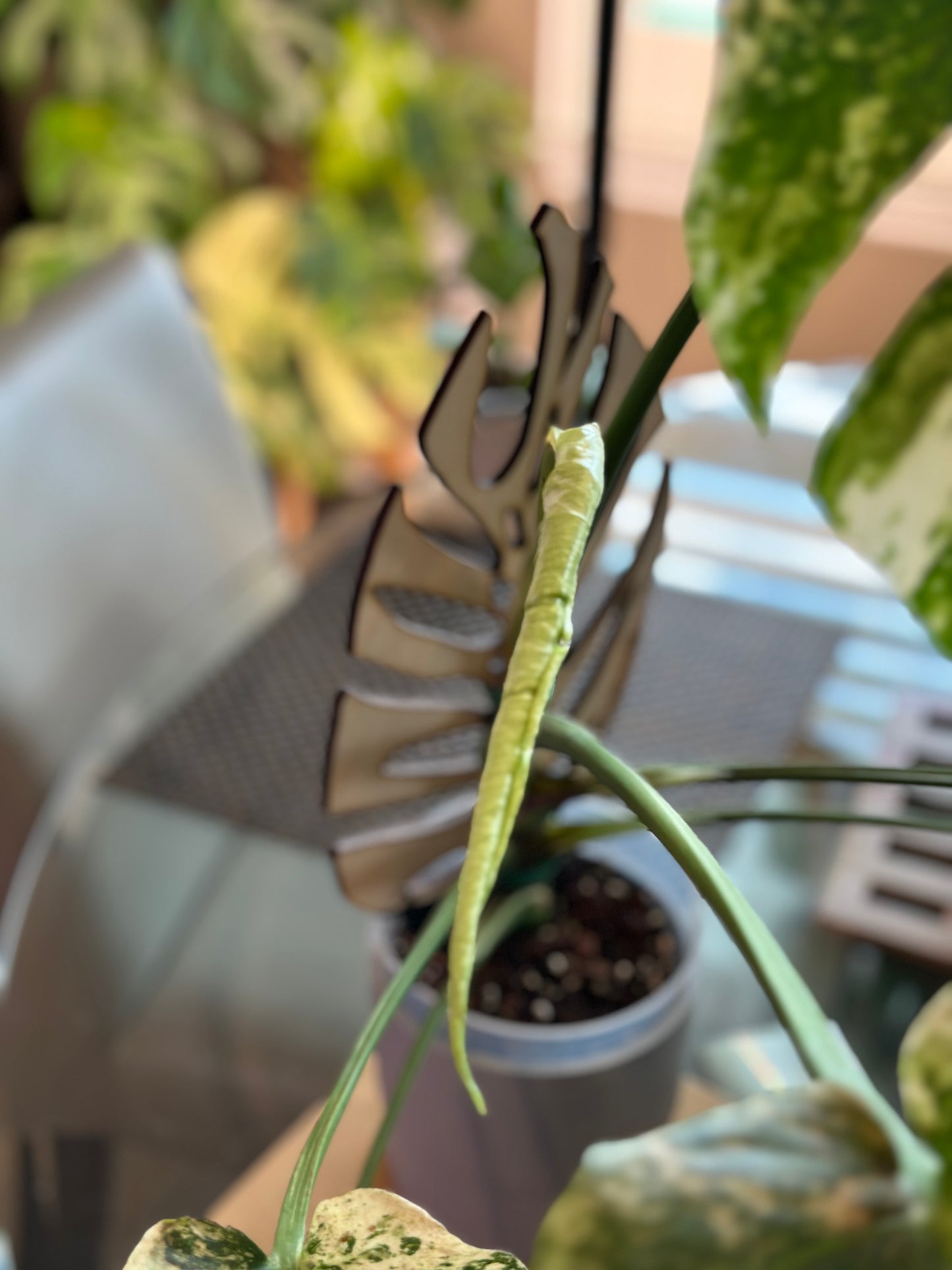 Monstera Mint - A