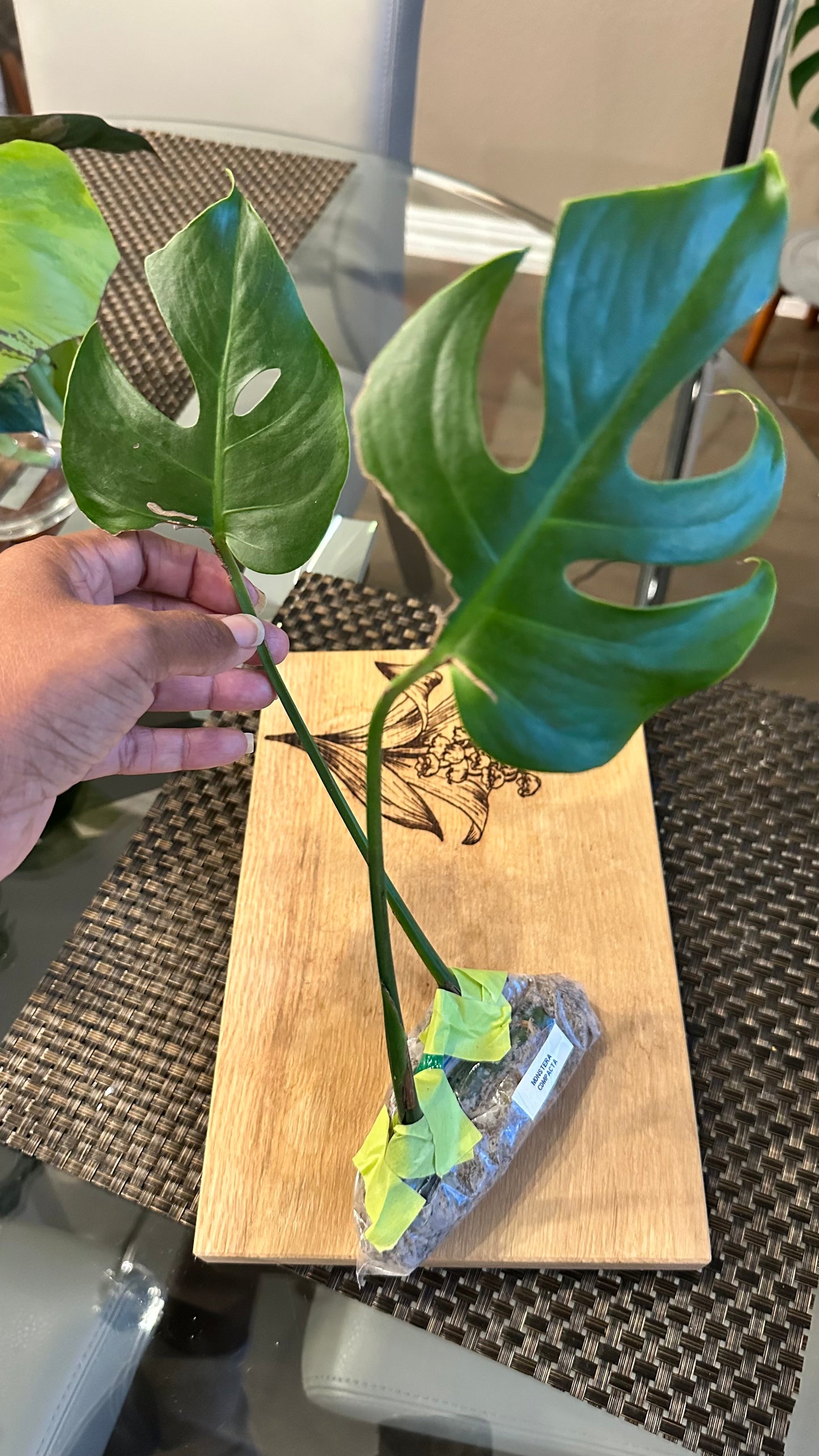 Monstera Compacta - #2