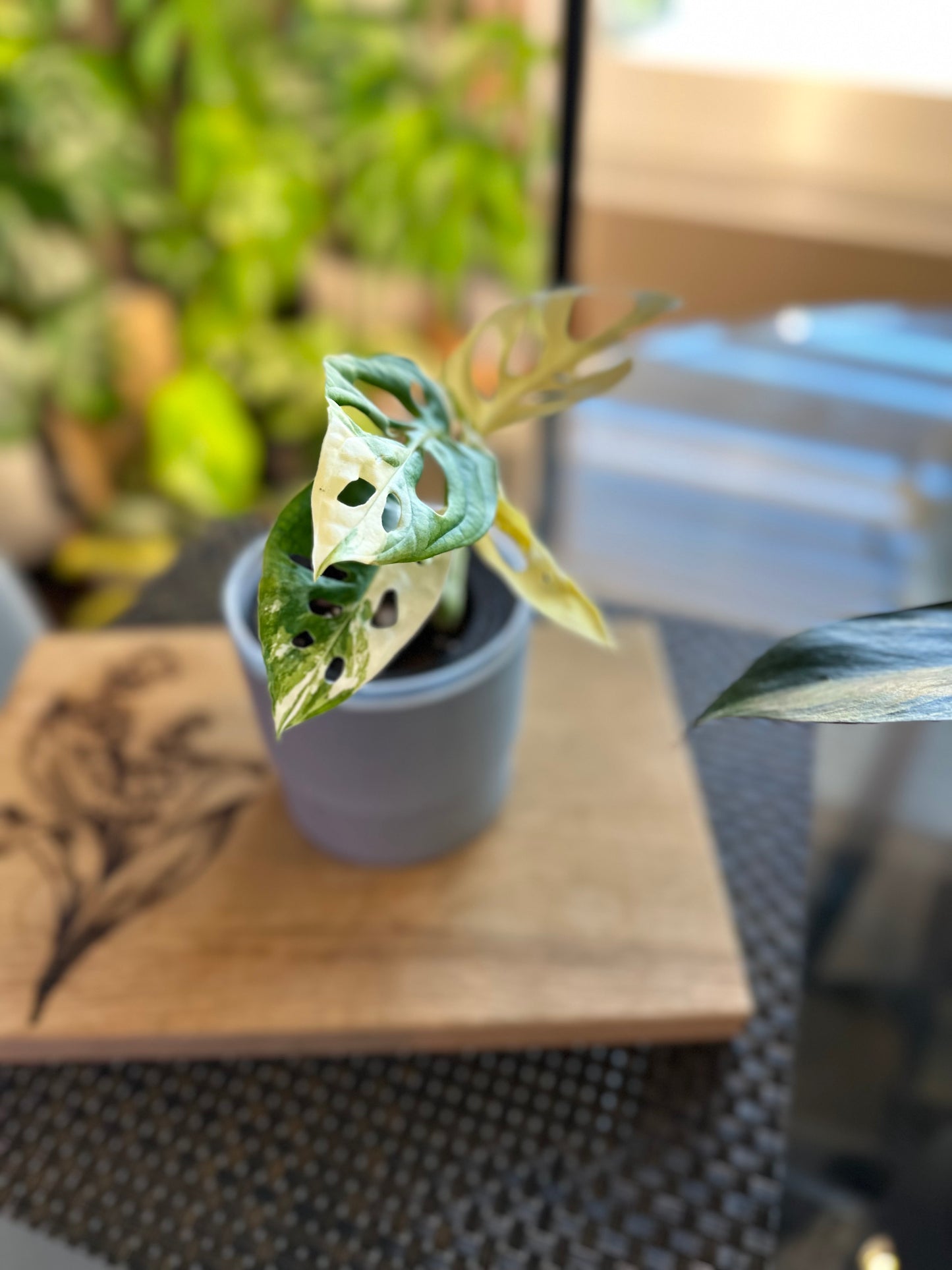 Monstera Adasonii Japanese Tricolor