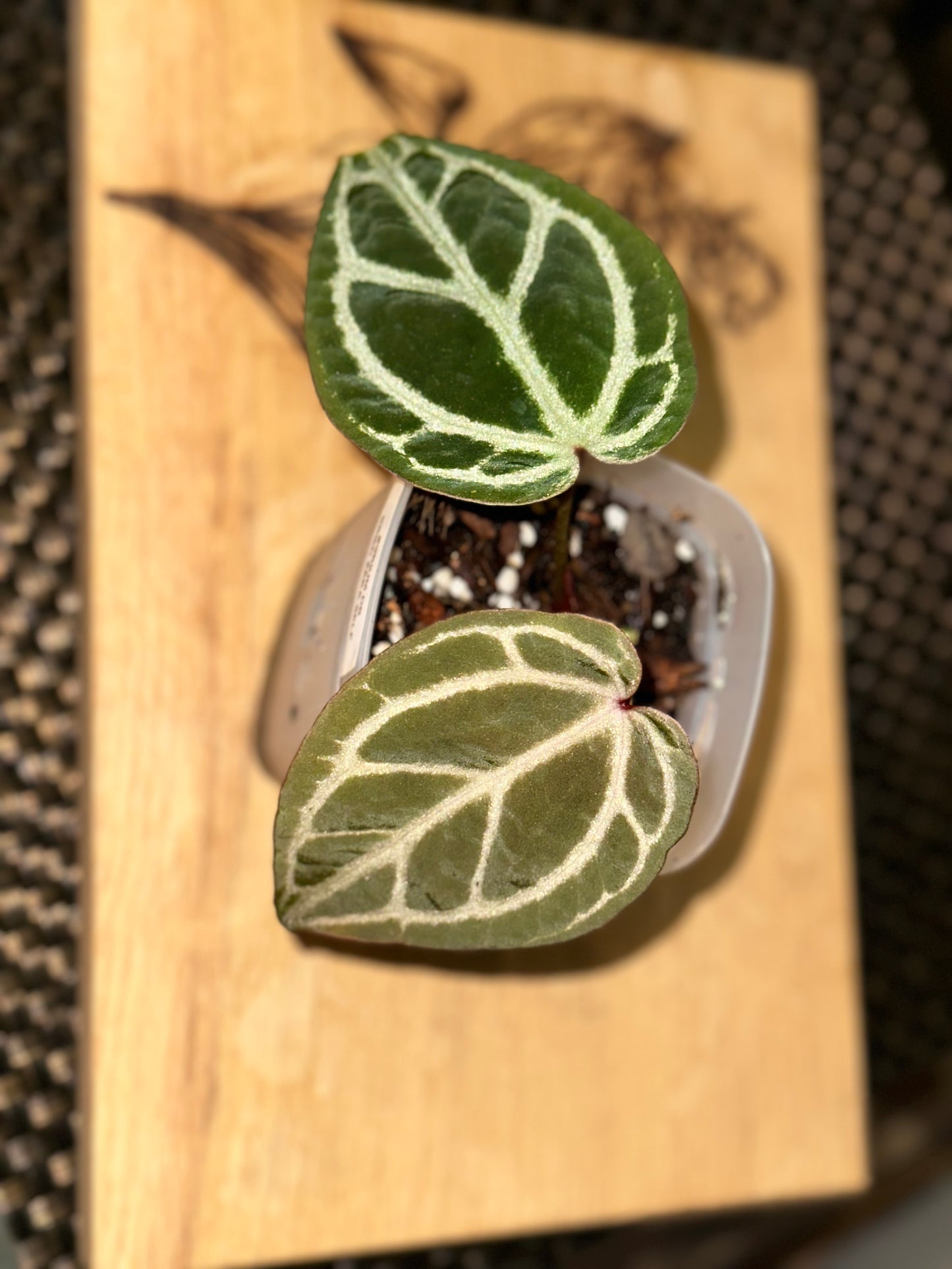 Anthurium Doc Block Brielle X Zara Self - #1