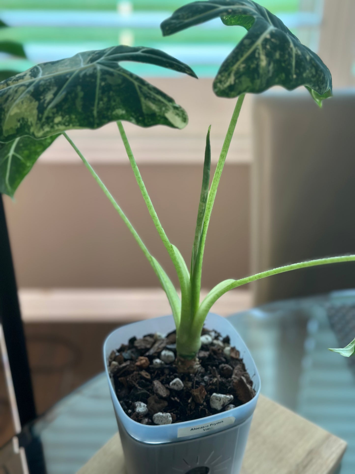 Alocasia Frydek Variegated - 6 inch