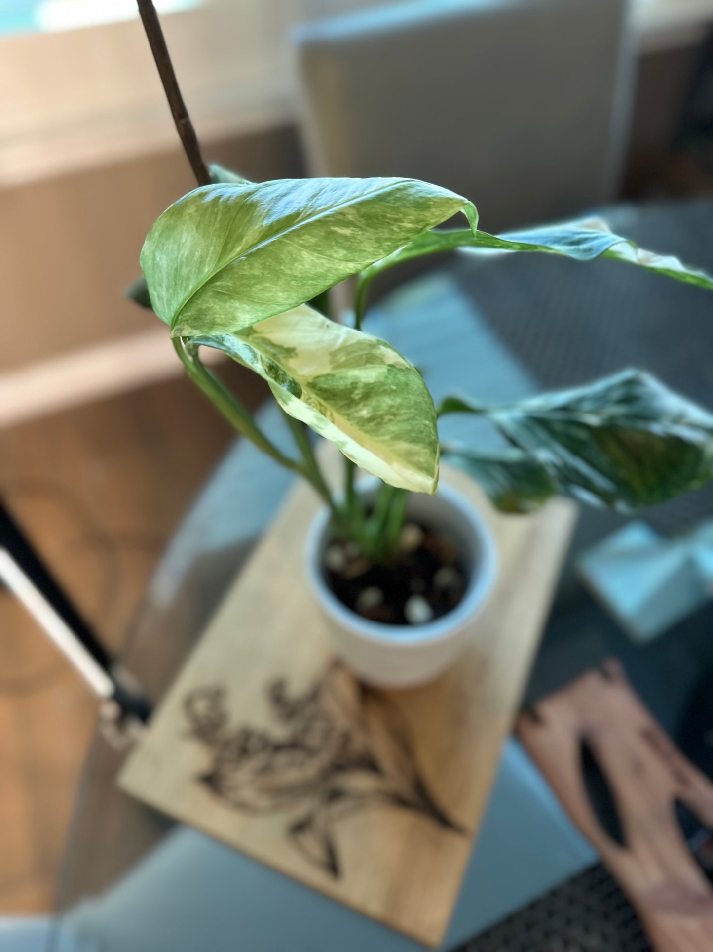 Monstera Variegated Lechleriana