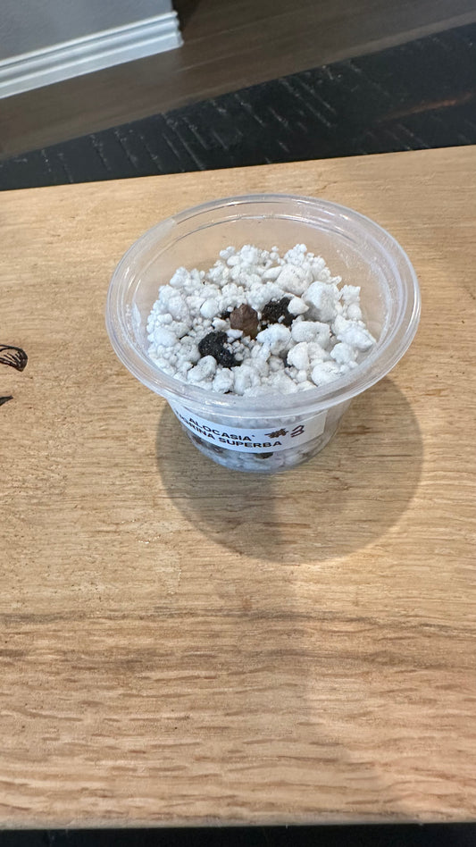 Alocasia Tigrina Superba Variegated CORM #3