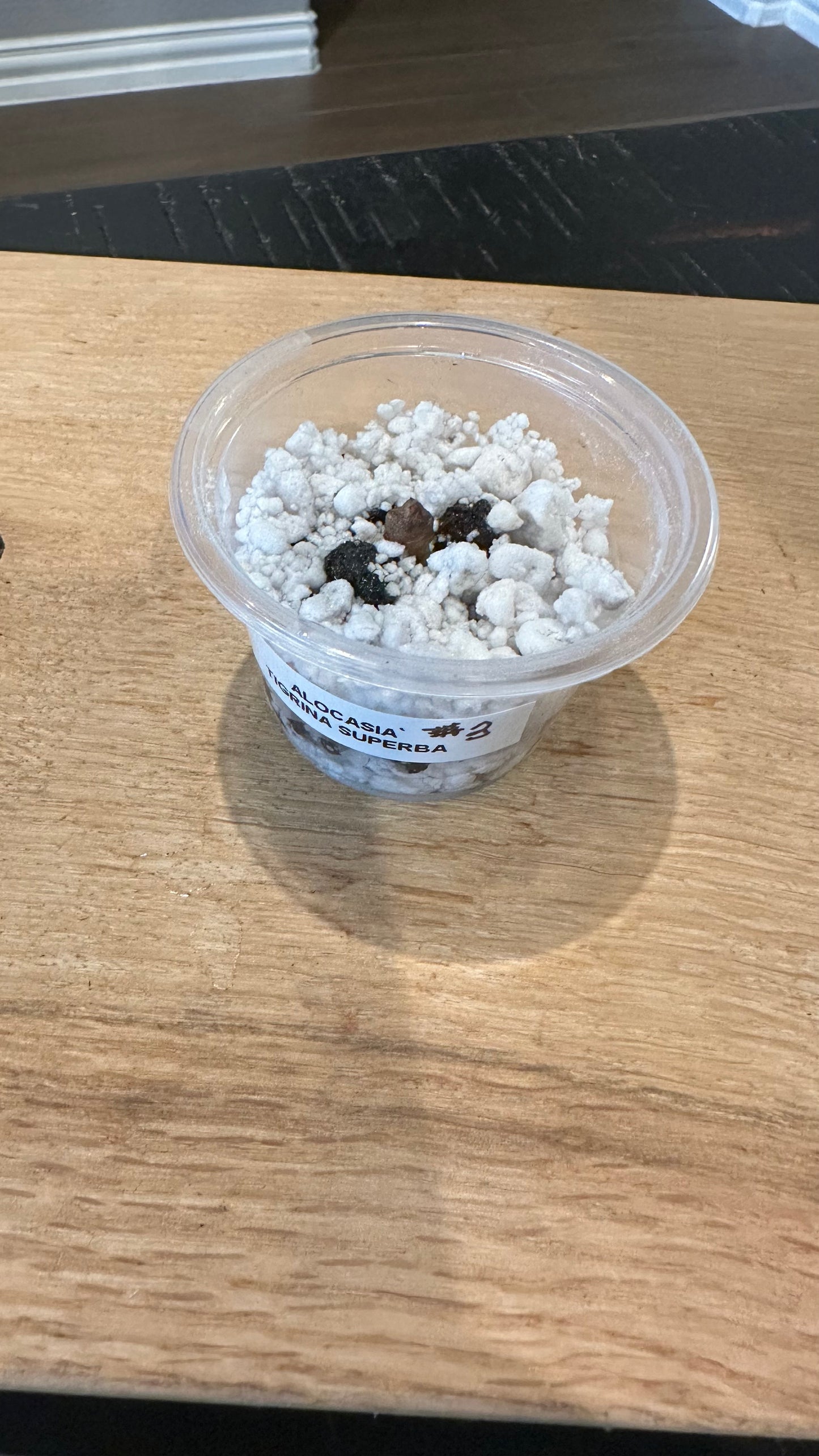 Alocasia Tigrina Superba Variegated CORM #3