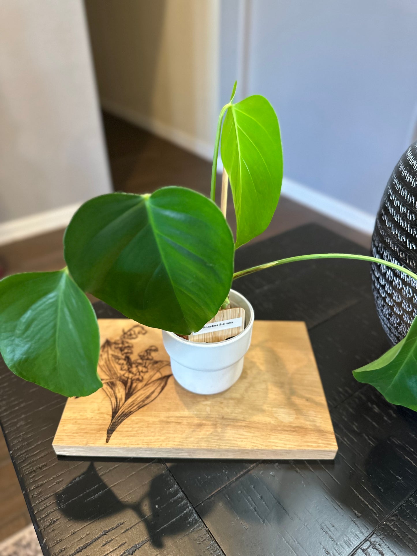 Monstera Sierrana (01) - 4 inches