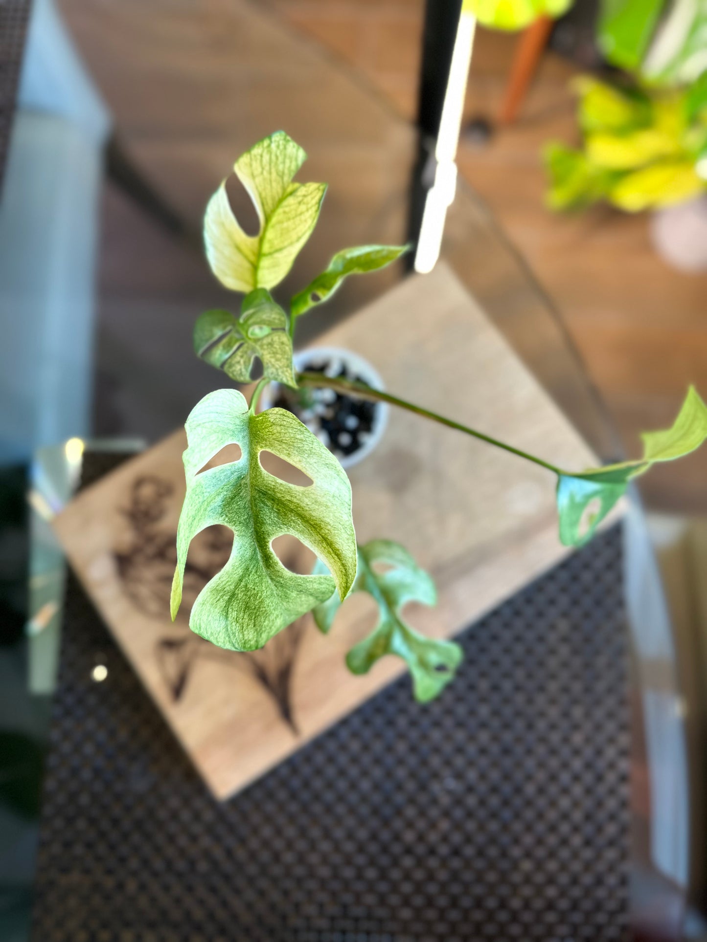 Rhaphidophora Tetrasperma White Monster