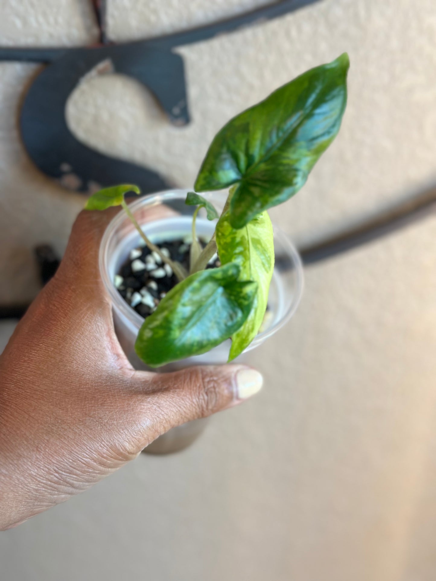 Alocasia Corazon Albo - #7