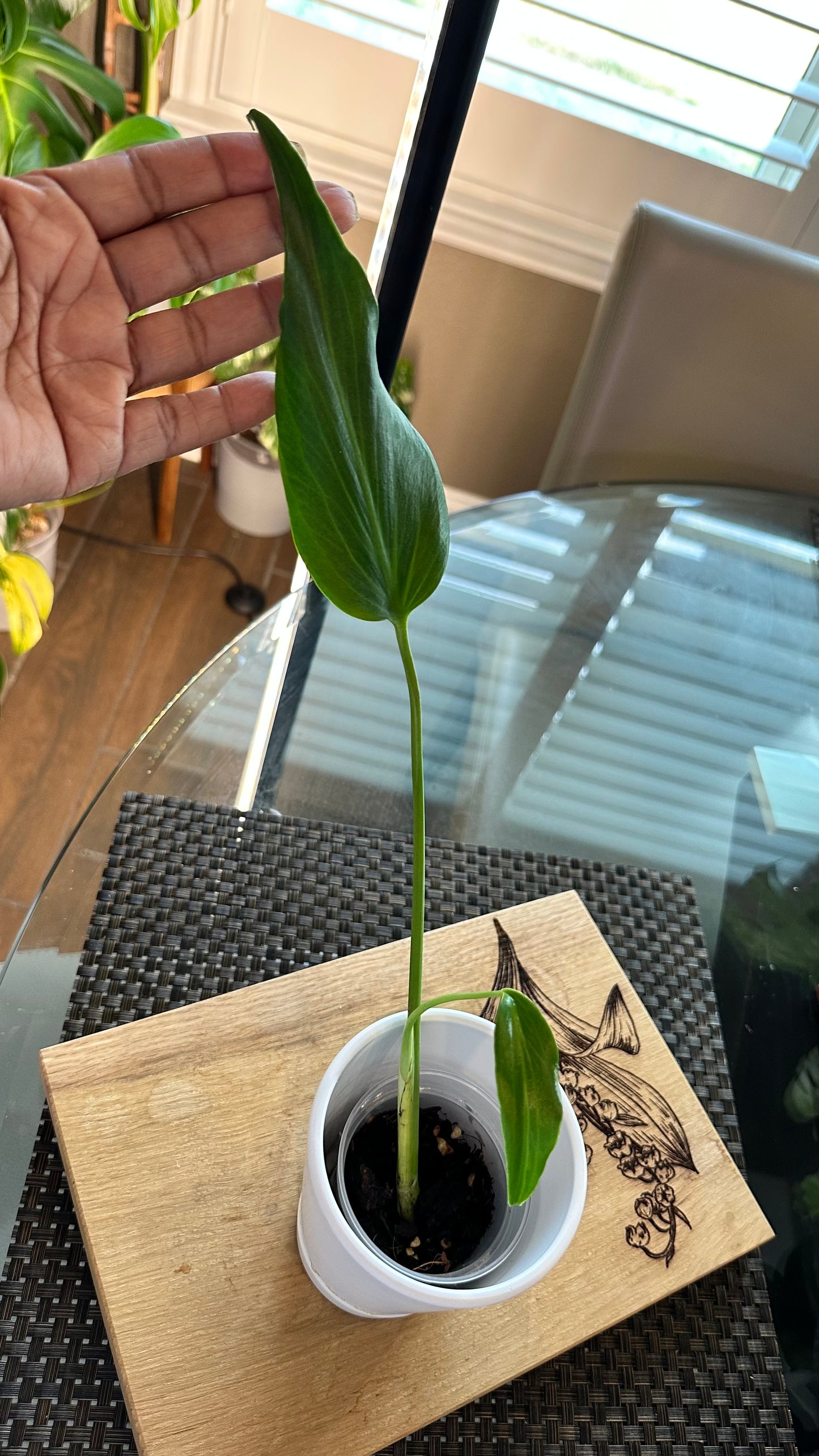 Monstera Burle Marx Flame - #3