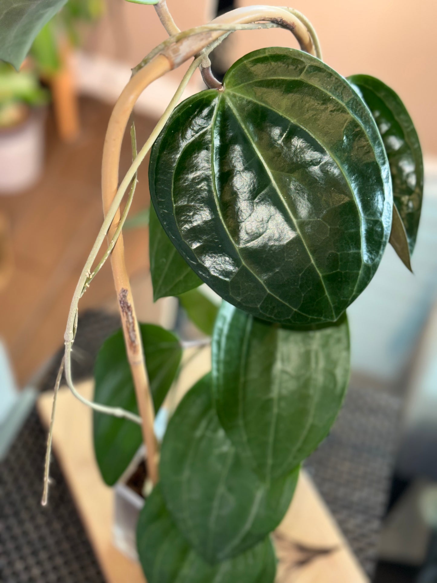 Hoya Latifolia Dinner Plate XL