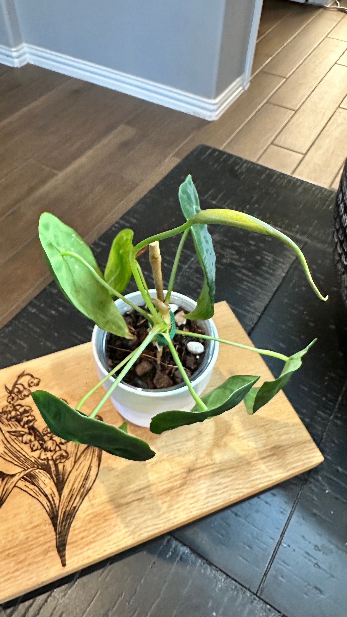 Anthurium Forgetti (flowering)