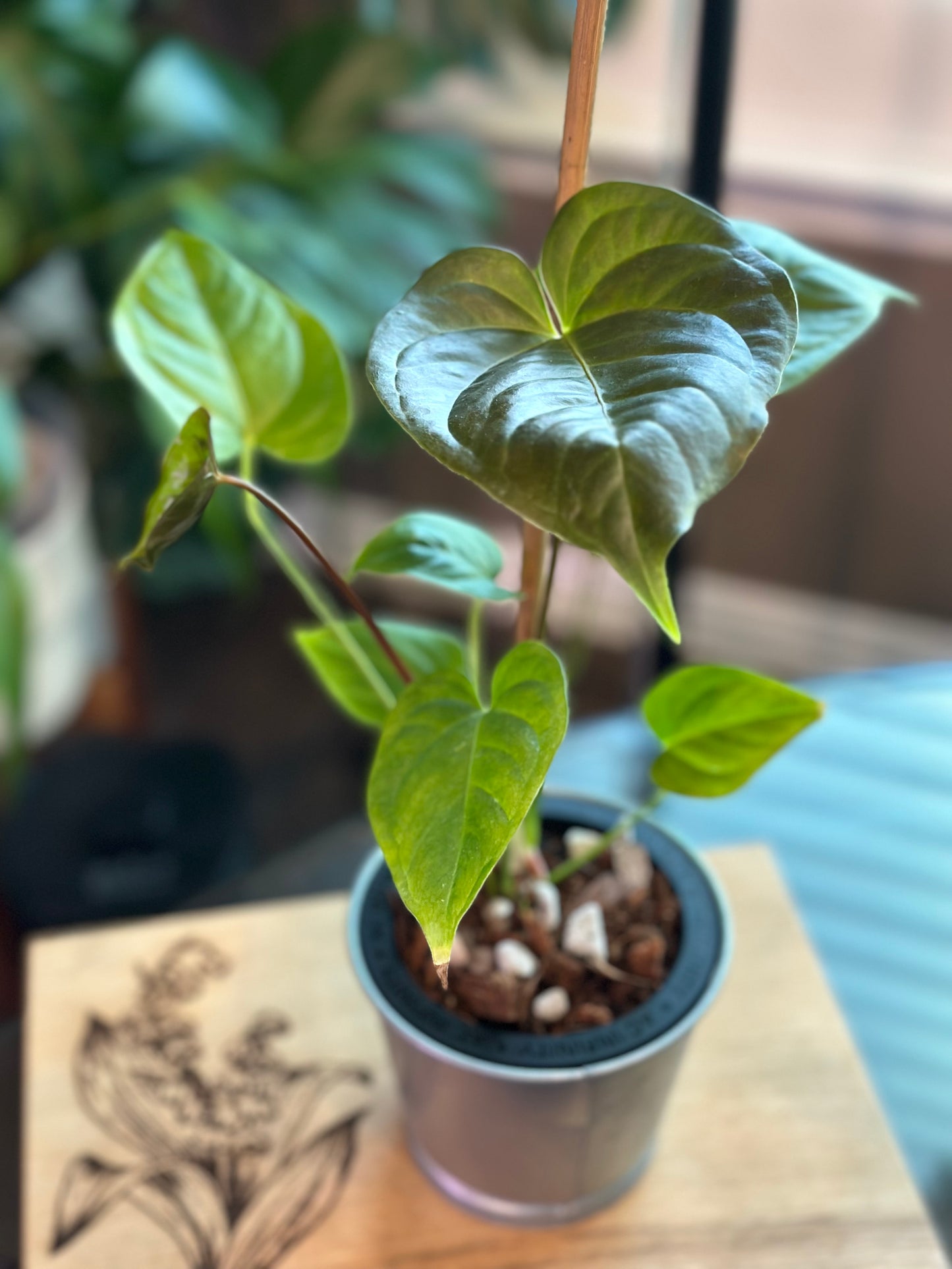 Anthurium Moodeanum x Veitchii 4 inch