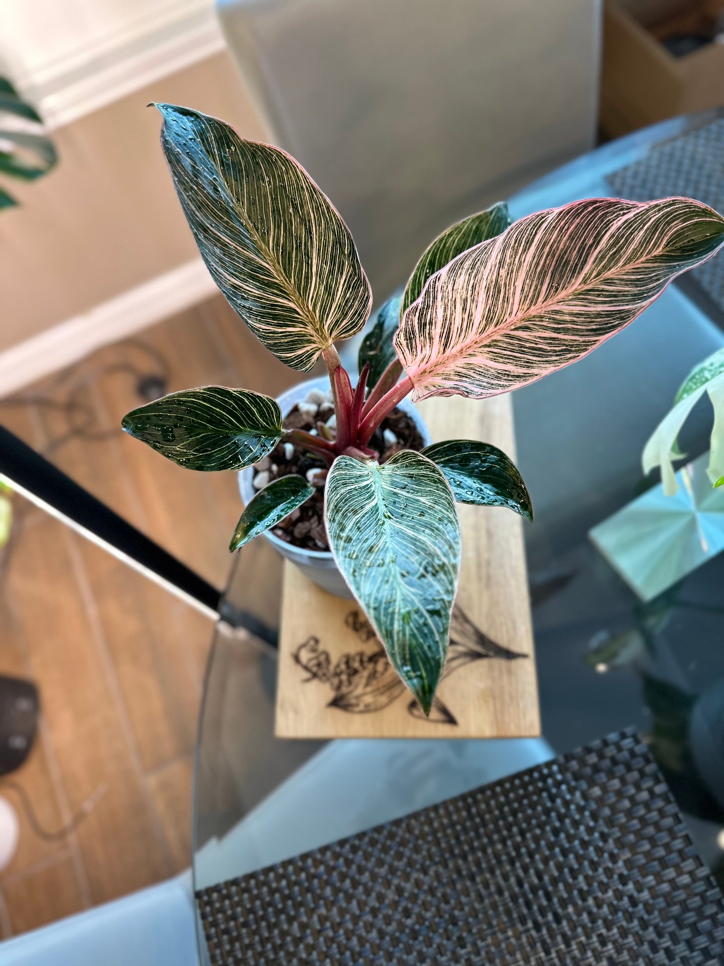 Philodendron Pink Birkin #2 - 6 inch