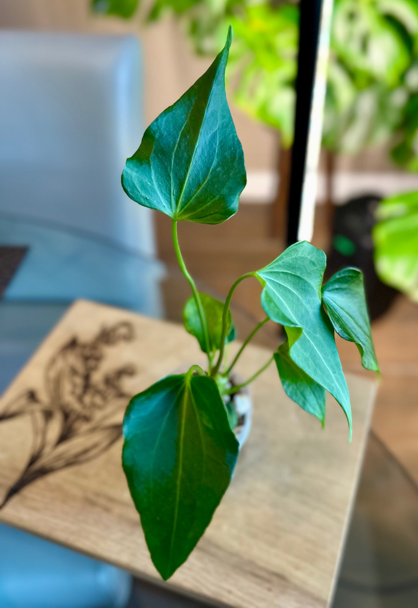 Anthurium Delta Force