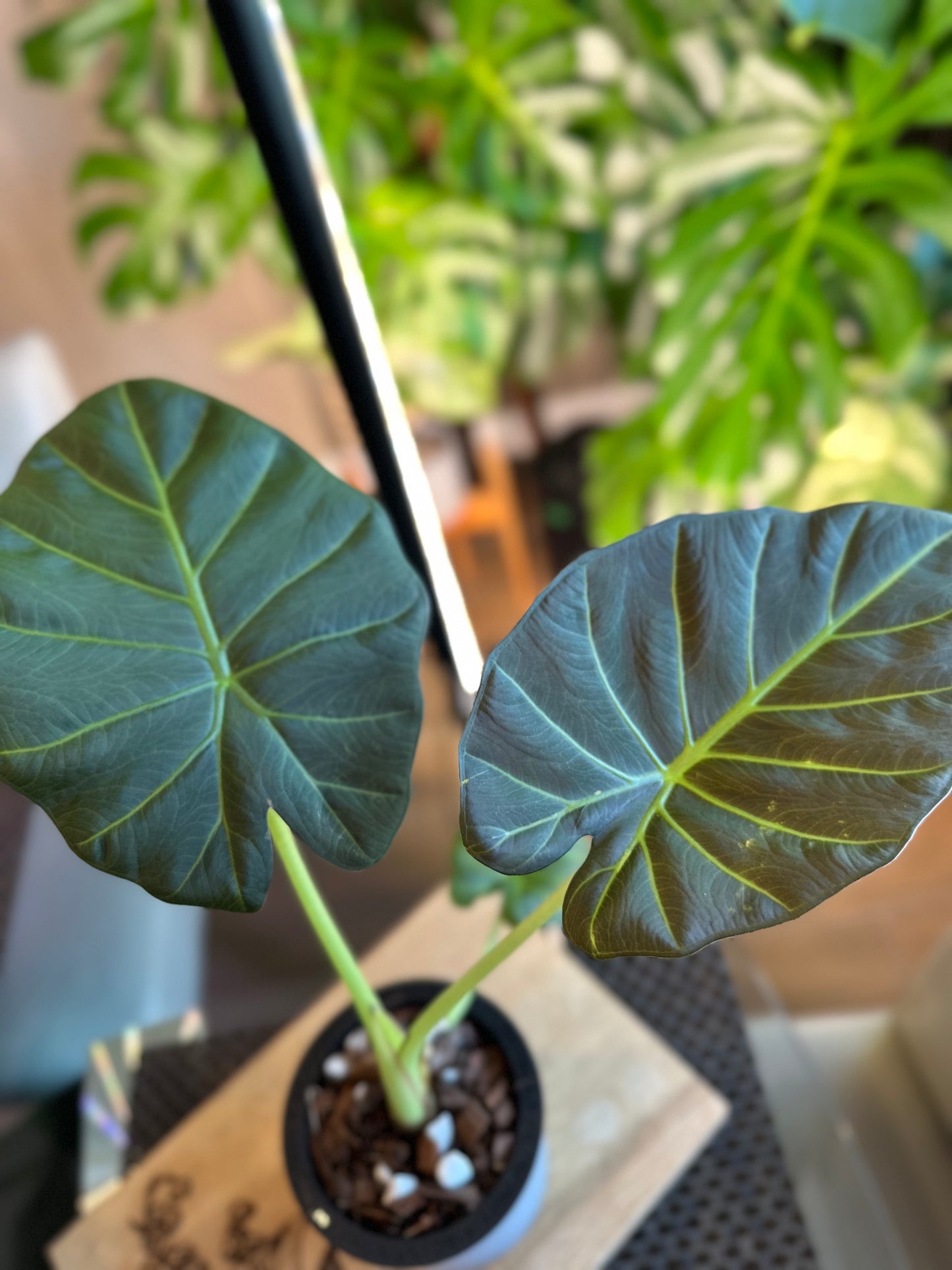 Alocasia Regal Shield Aurea Low Variegation (corm grown)