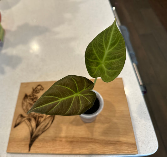Alocasia Regal Shield Aurea Low Variegation (corm grown)