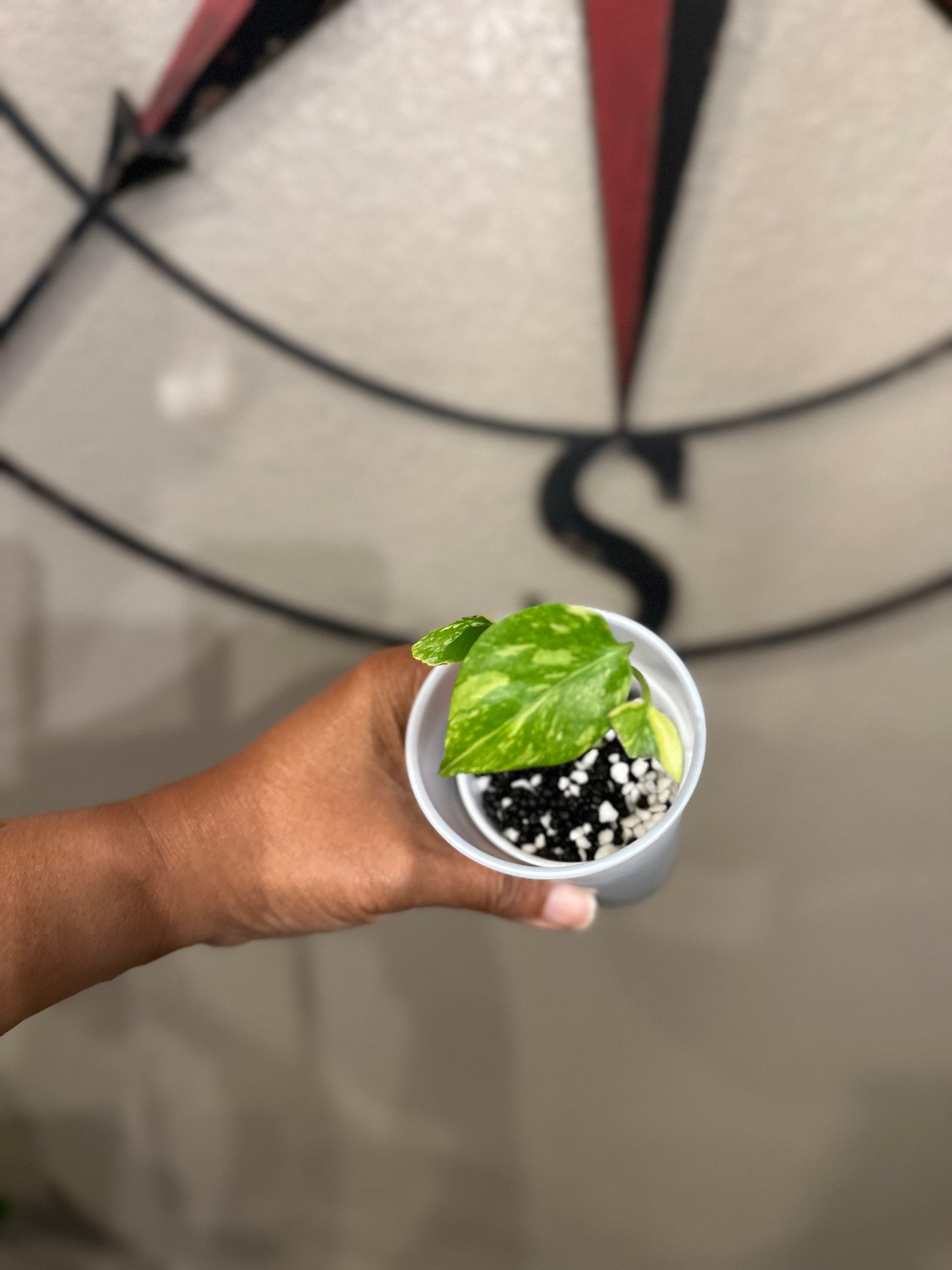 Monstera Electrolyte - A