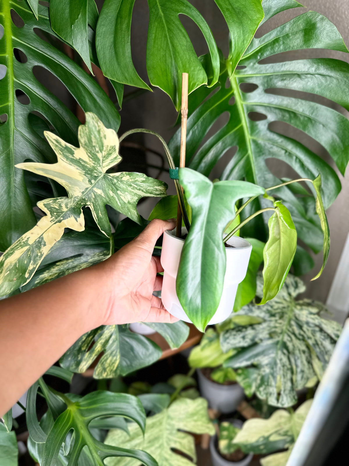Philodendron Florida Beauty x Mayoi