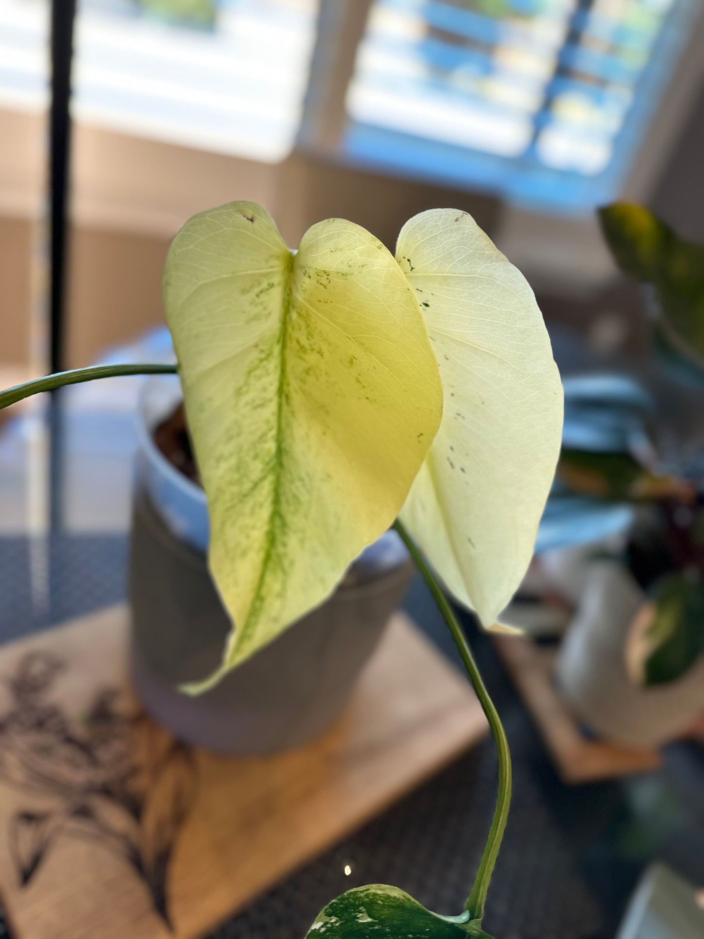 Monstera Mint White Monster - A