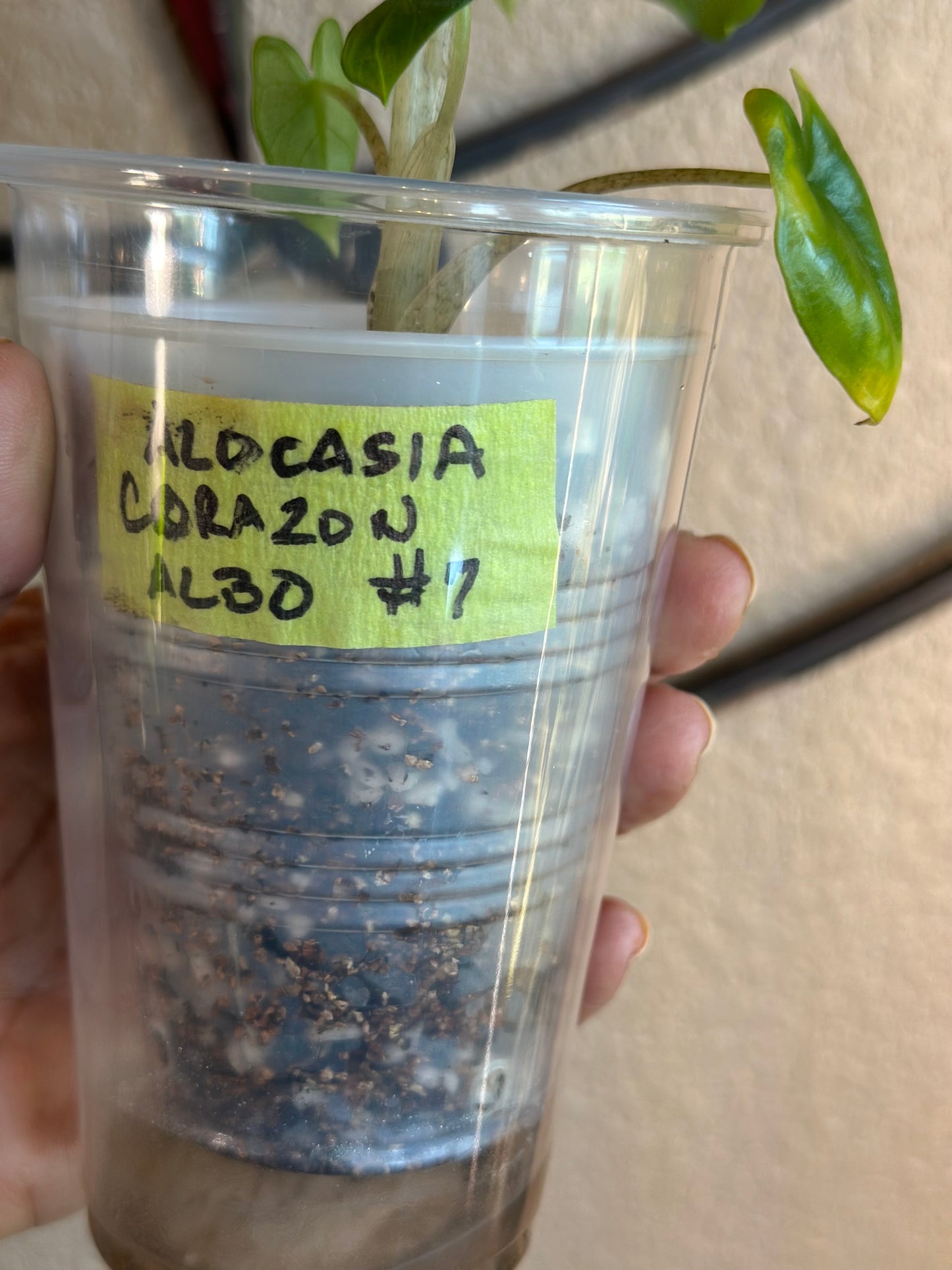 Alocasia Corazon Albo - #7
