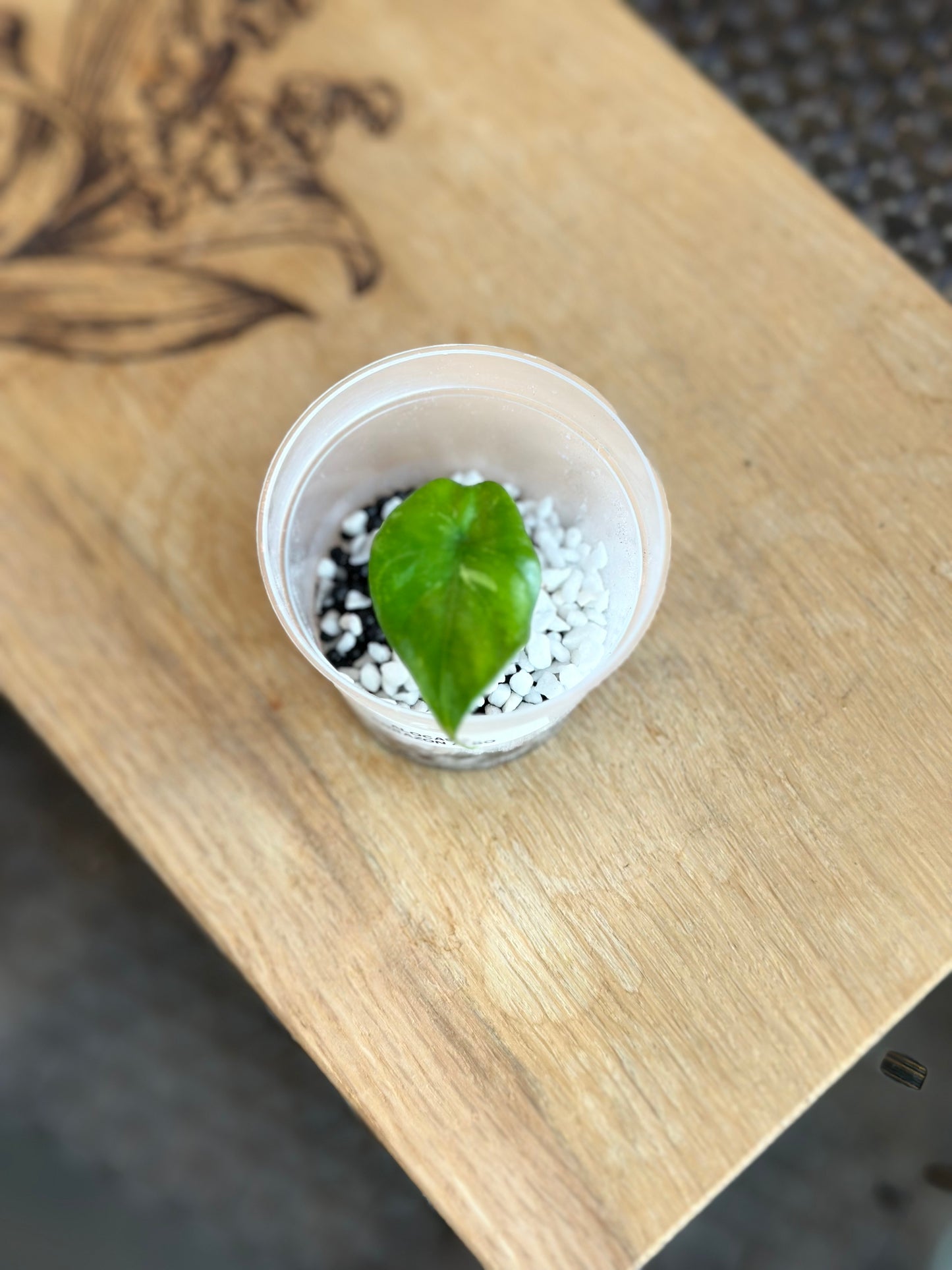 Alocasia Corazon Albo Pup - #1