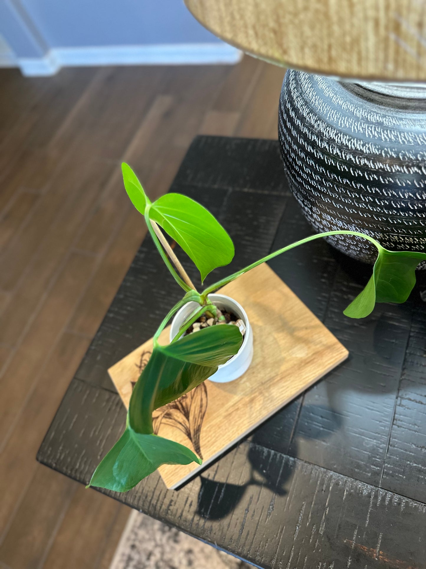 Monstera Sierrana (01) - 4 inches