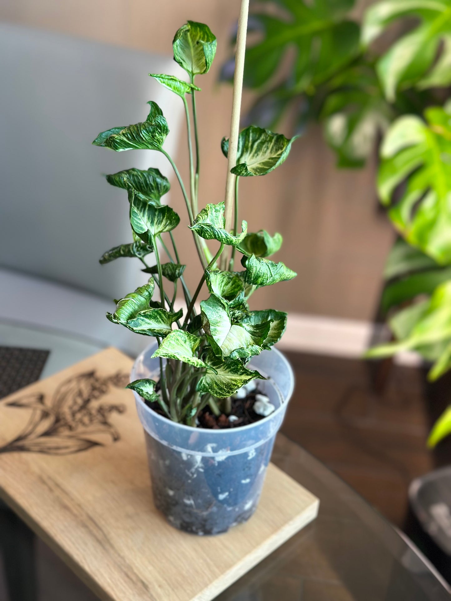 Syngonium Godzilla 6 inch
