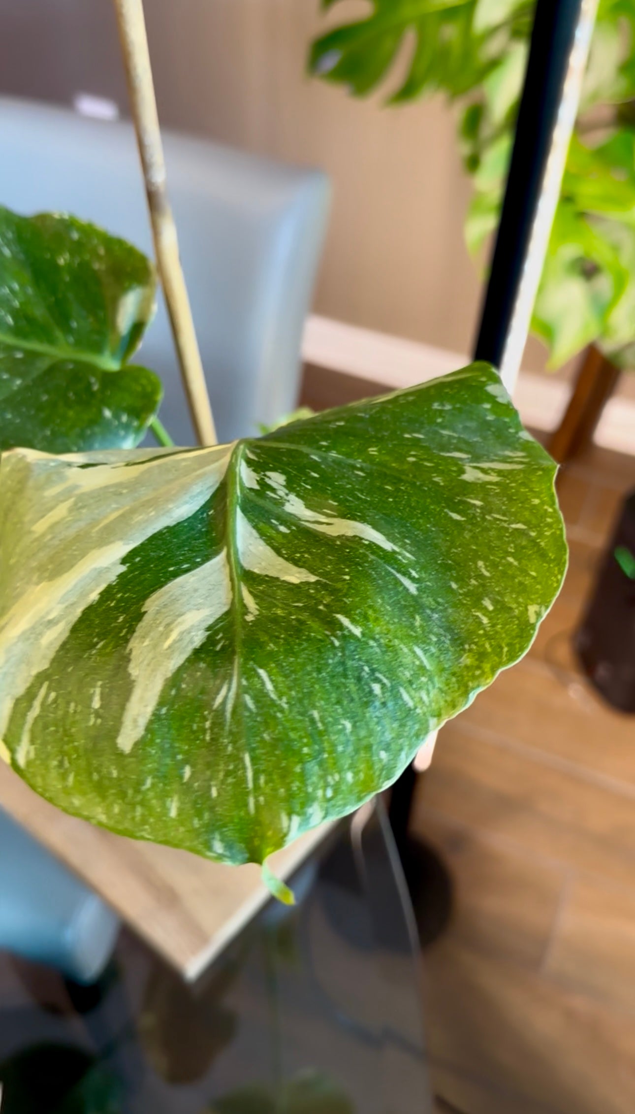 Monstera Thai Constellation Tricolor Mutant