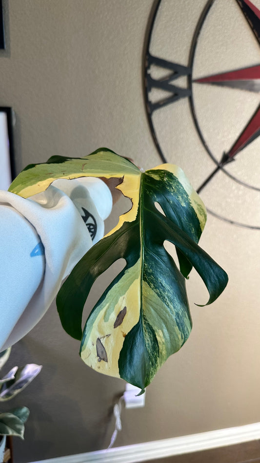 Monstera Aurea Cutting - B