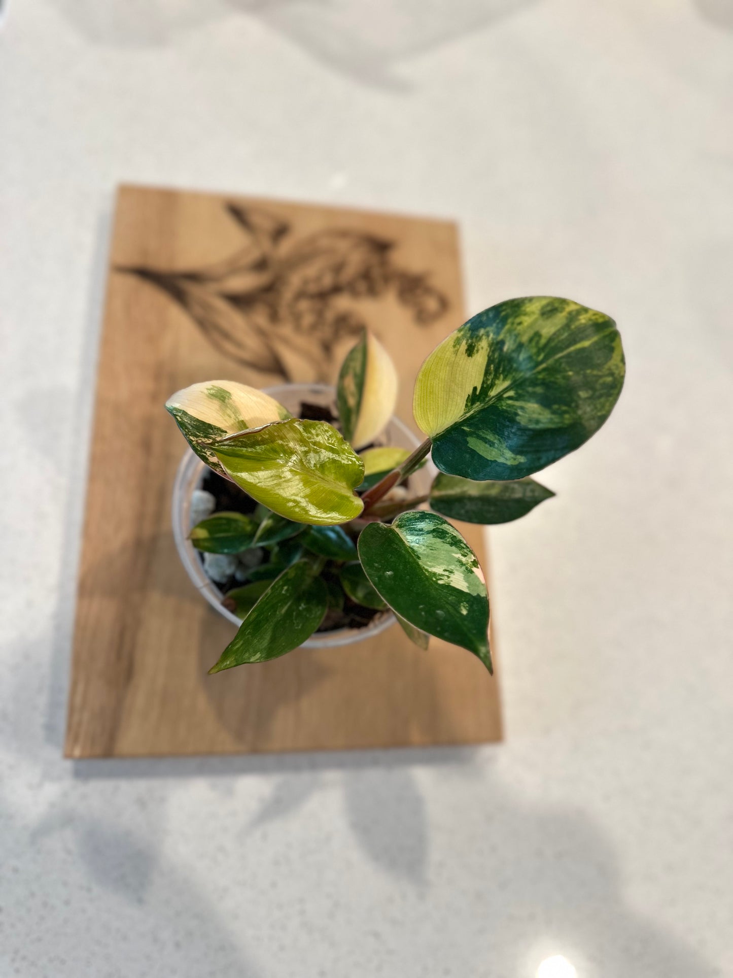 Philodendron Red Congo Variegated - 4 inch