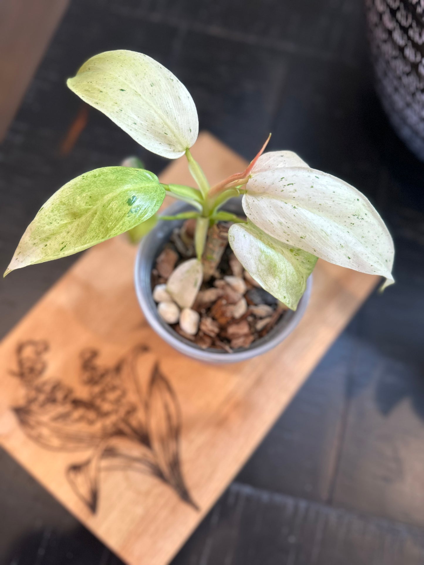 Philodendron Whipple Way (#2)