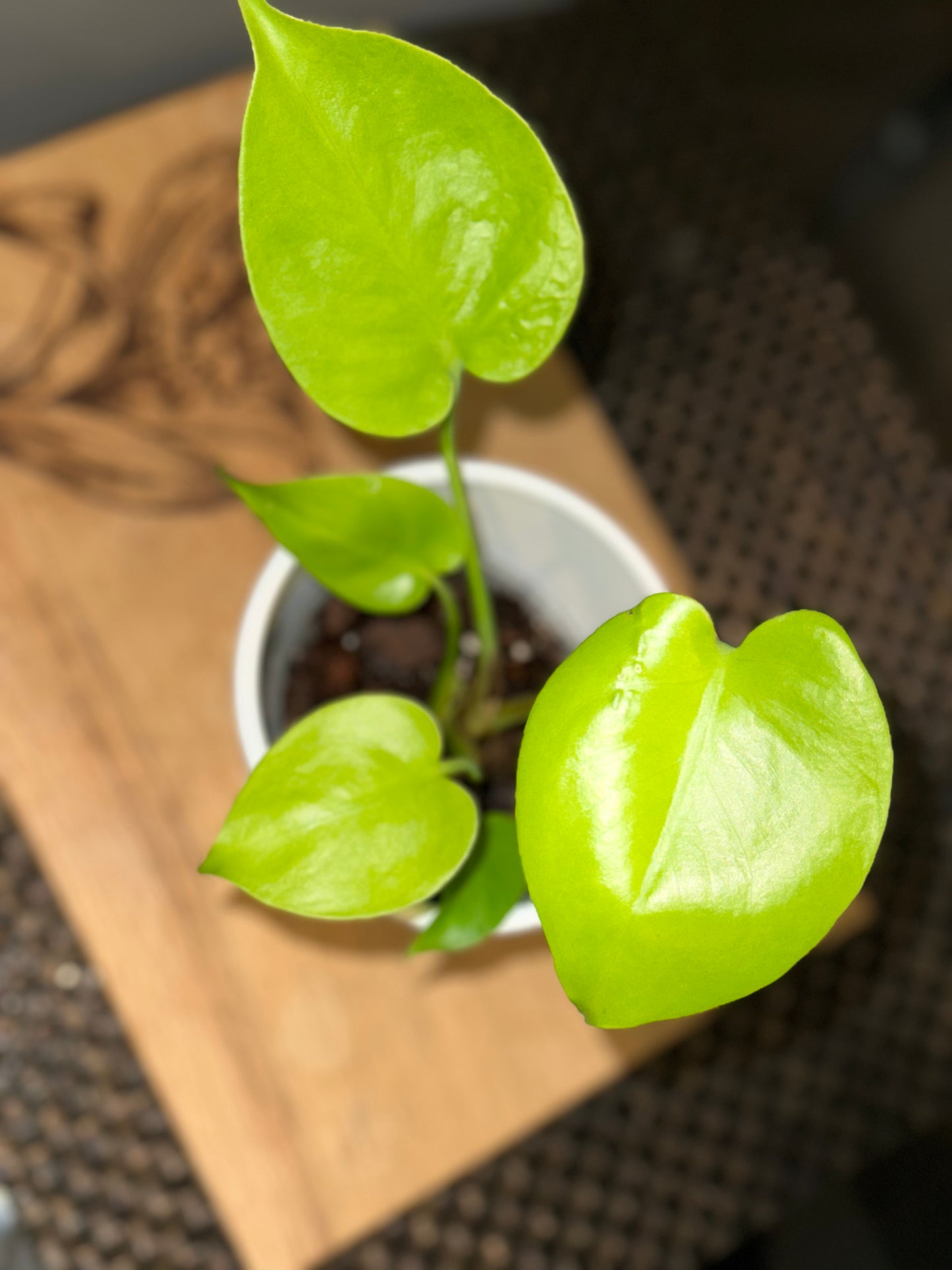 Monstera Lemon Lime