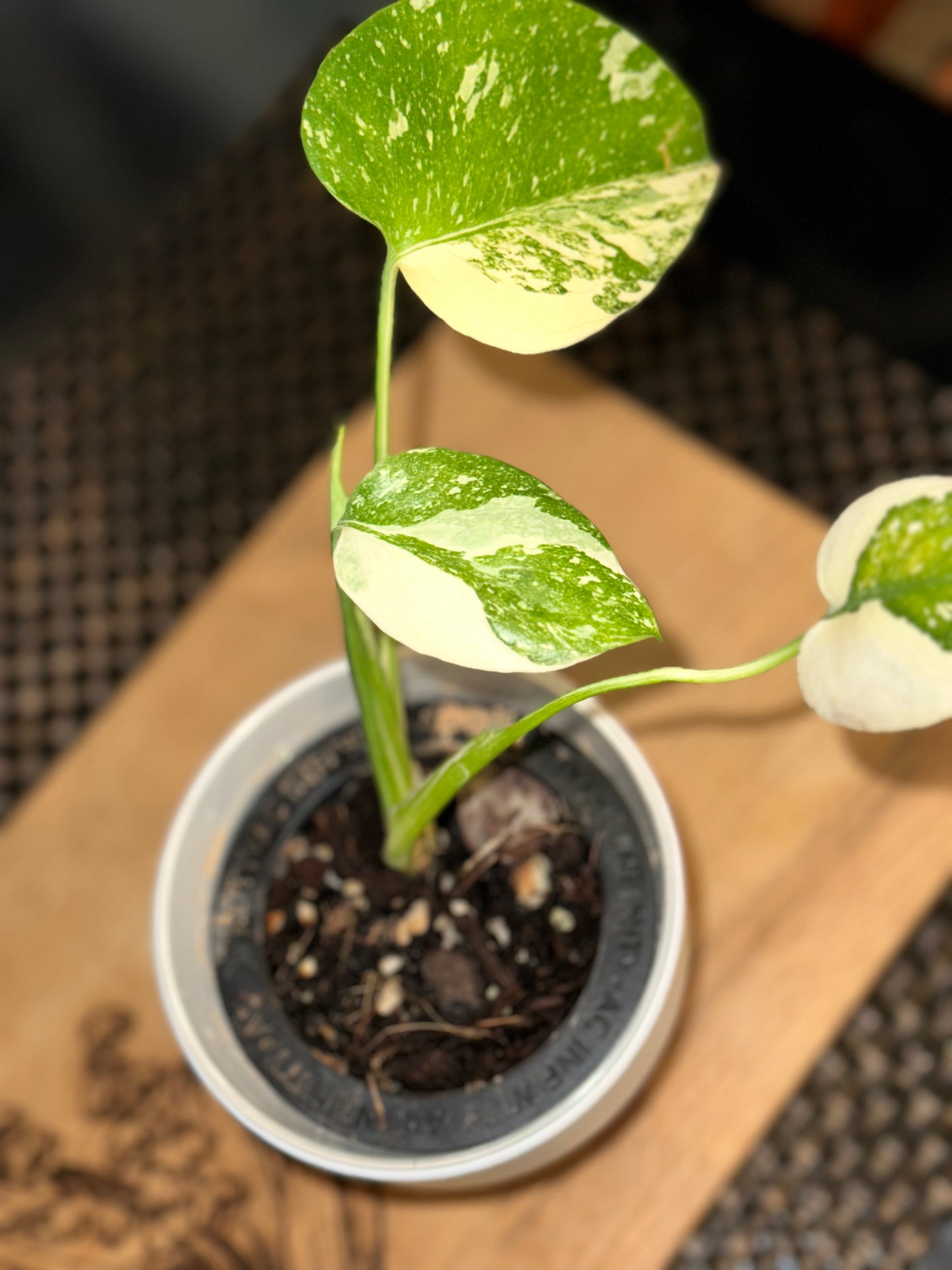 Monstera Creme Brulee - B