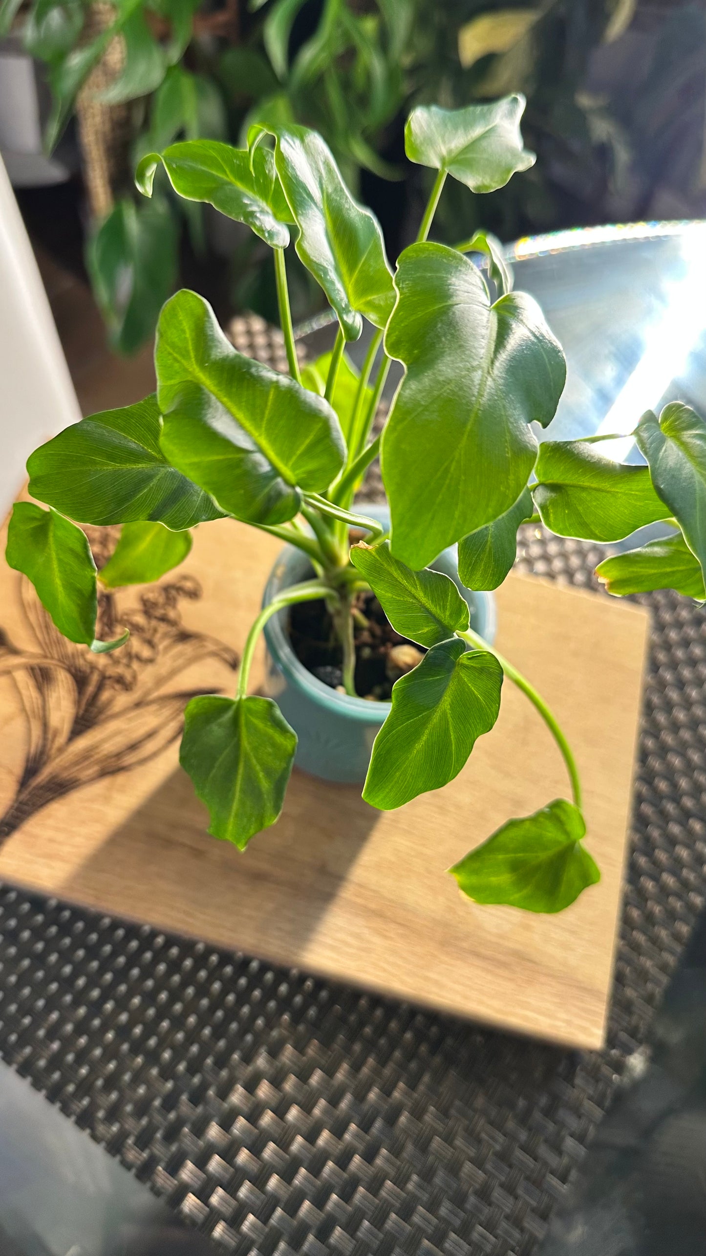 Philodendron Xanadu (reverted)
