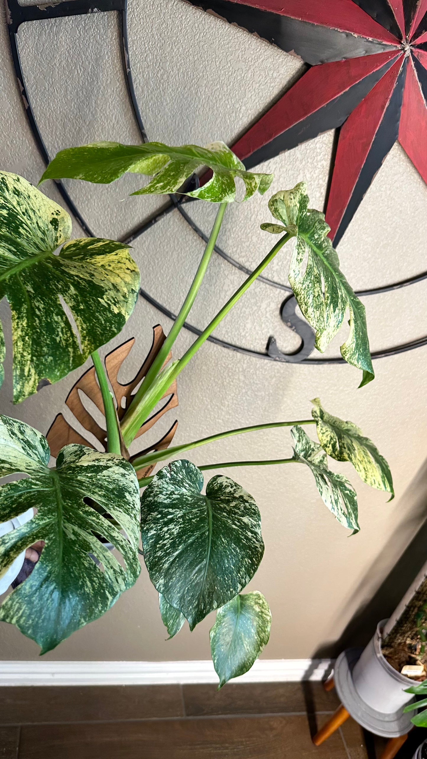 Monstera Mint - B