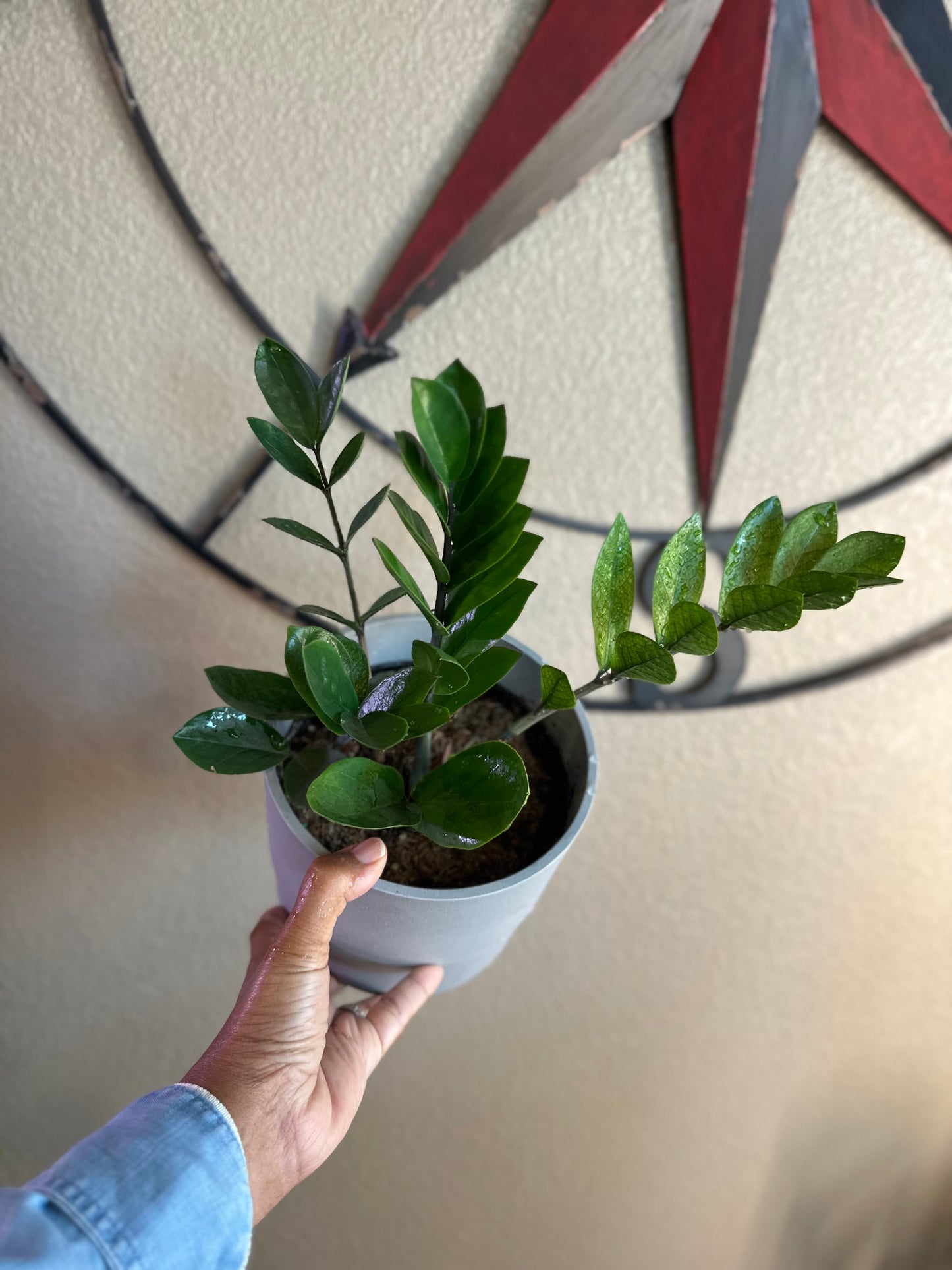Chameleon ZZ plant - 6 inch