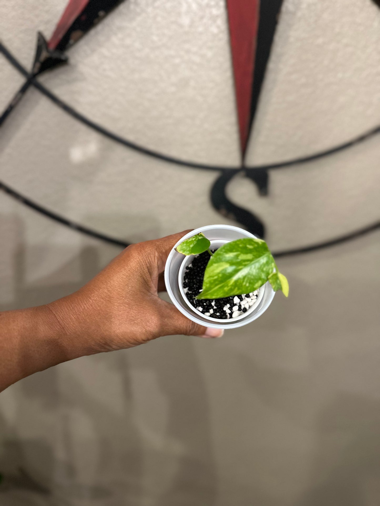 Monstera Electrolyte - A
