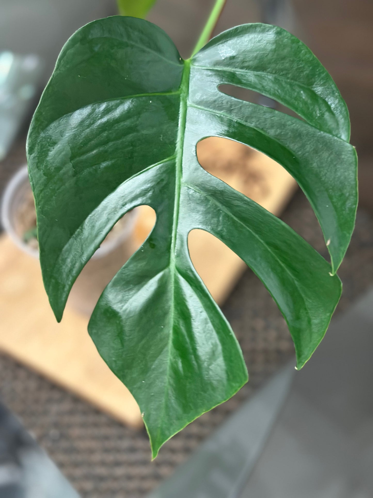 Monstera Sierrana - #2
