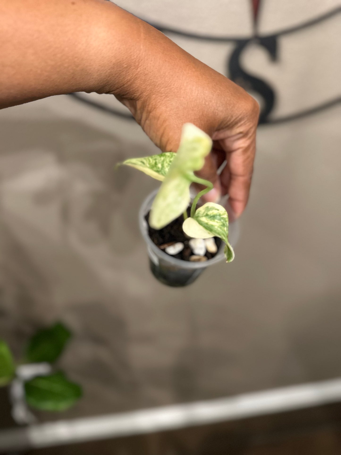 Monstera Green Snow