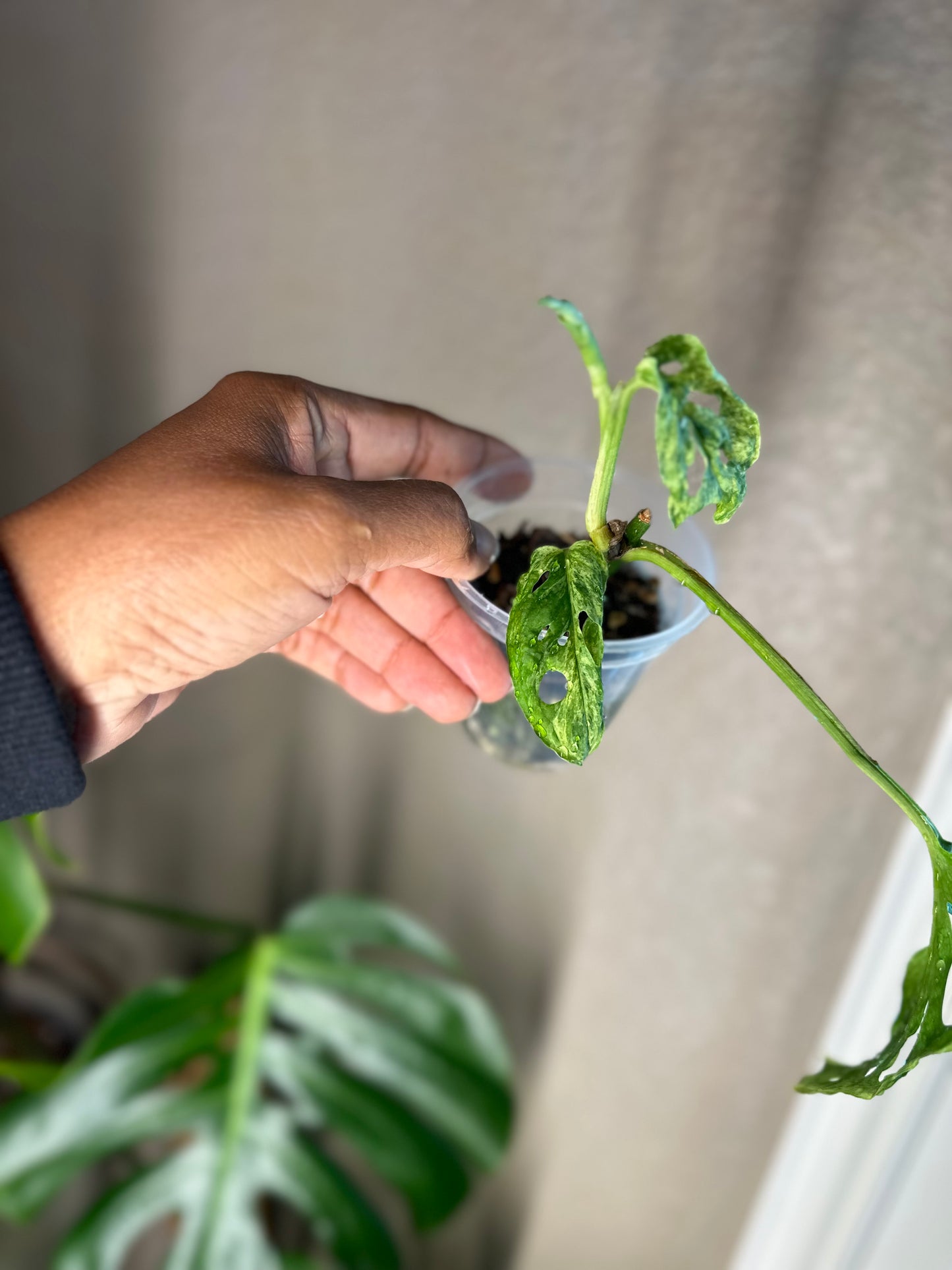 Monstera Adasonii Mottled - B
