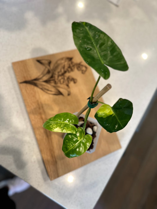 Philodendron Variegated Burle Marx - PBM2