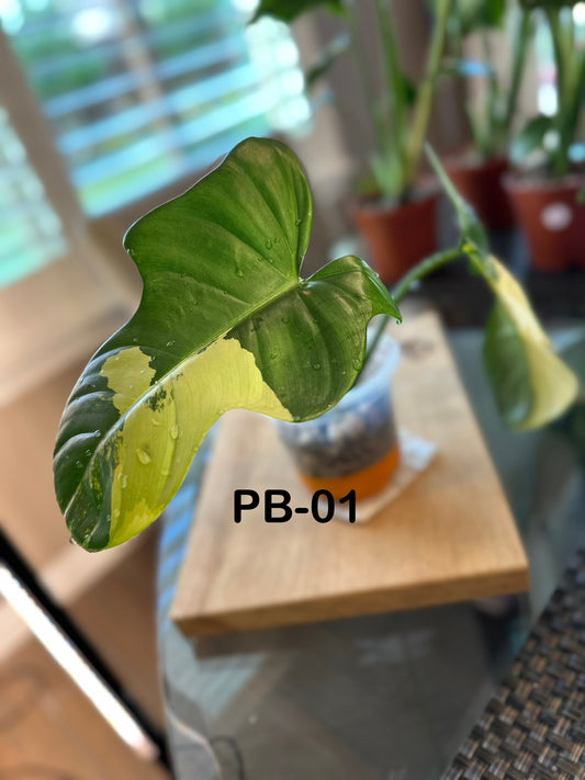Philodendron Variegated Bipennifolium - PB01
