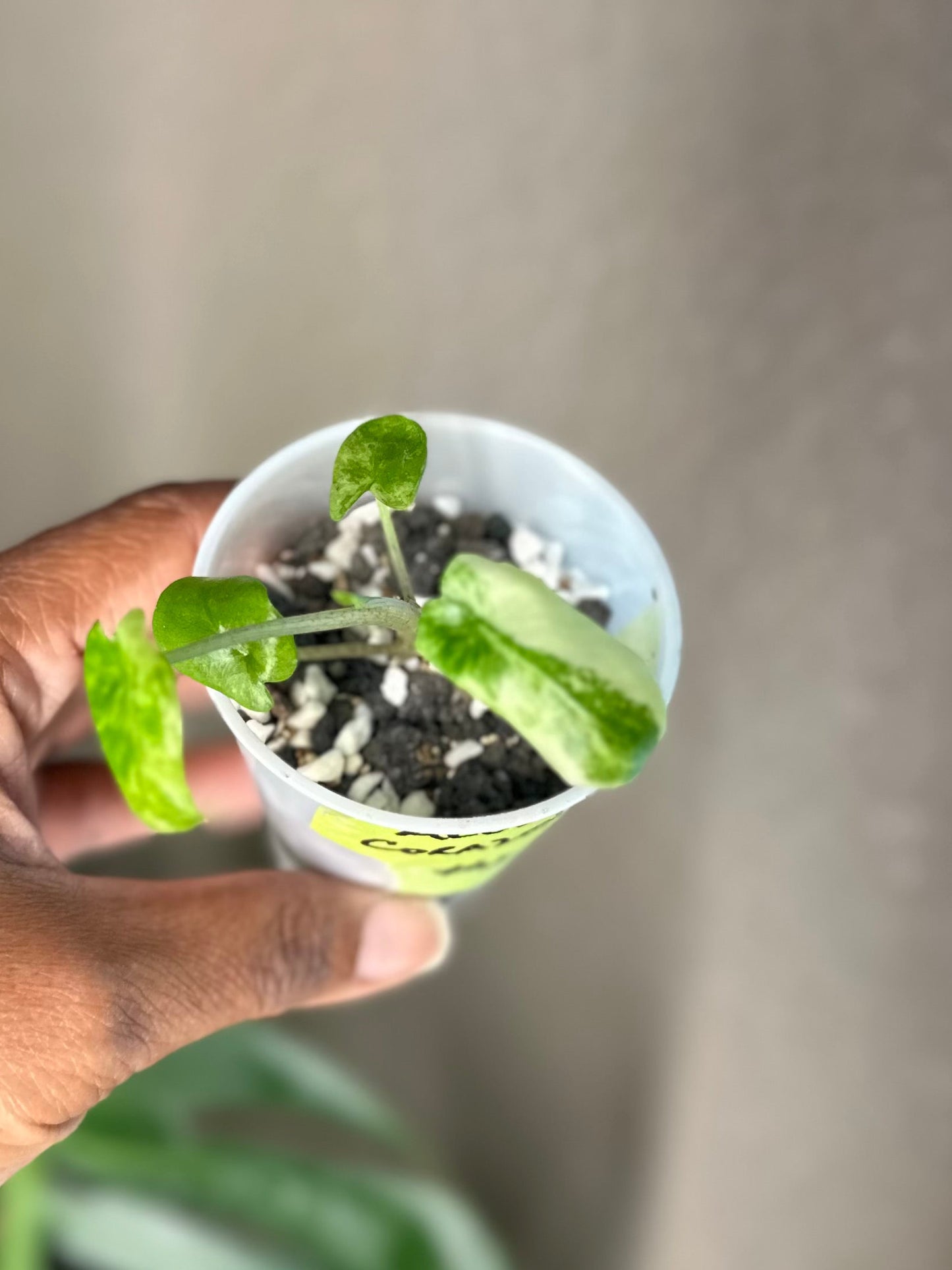 Alocasia Corazon Albo - #1