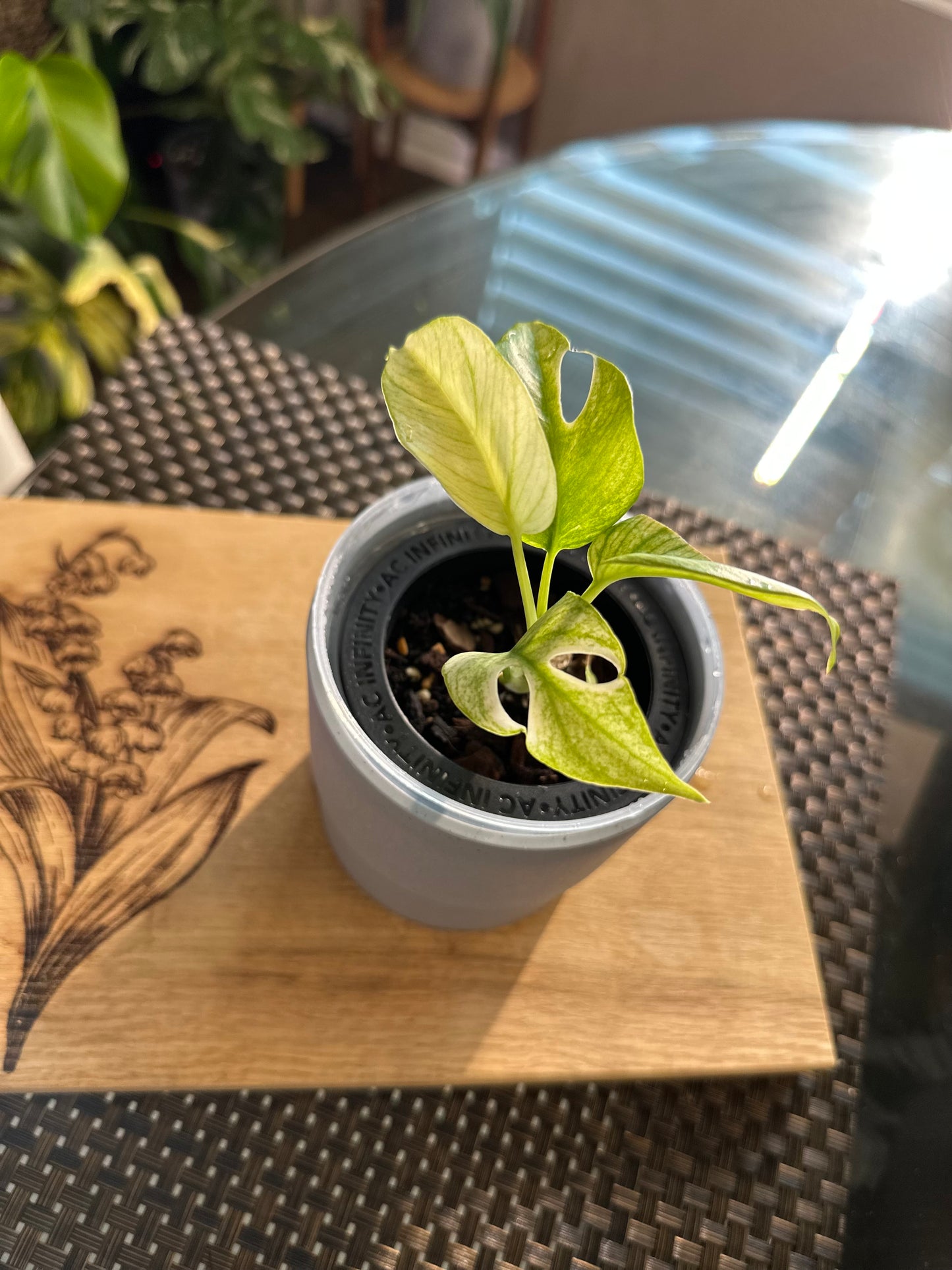 Rhaphidophora Tetrasperma White Monster - B