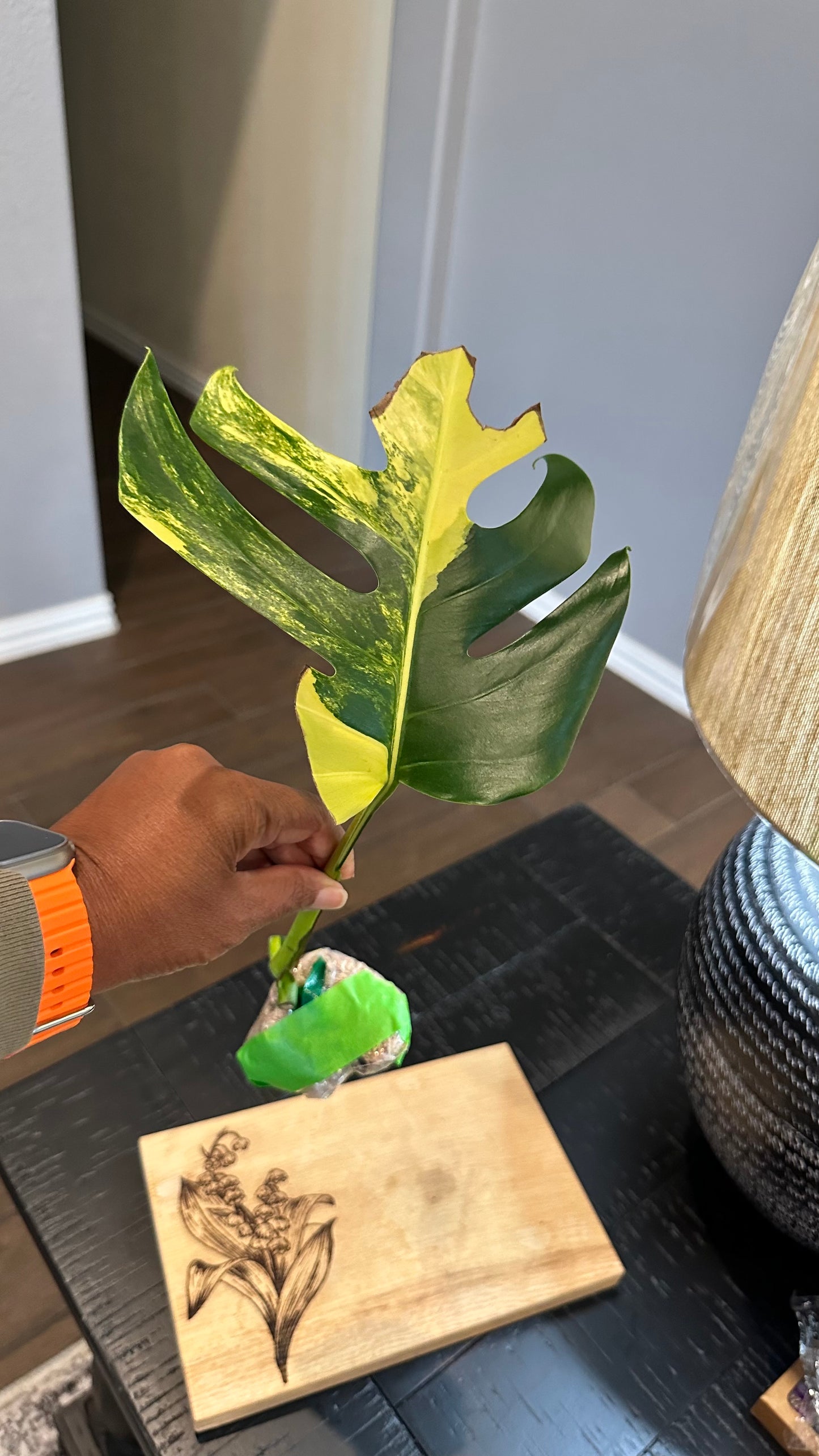 Monstera Aurea Cutting #1