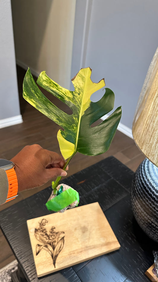 Monstera Aurea Cutting #1