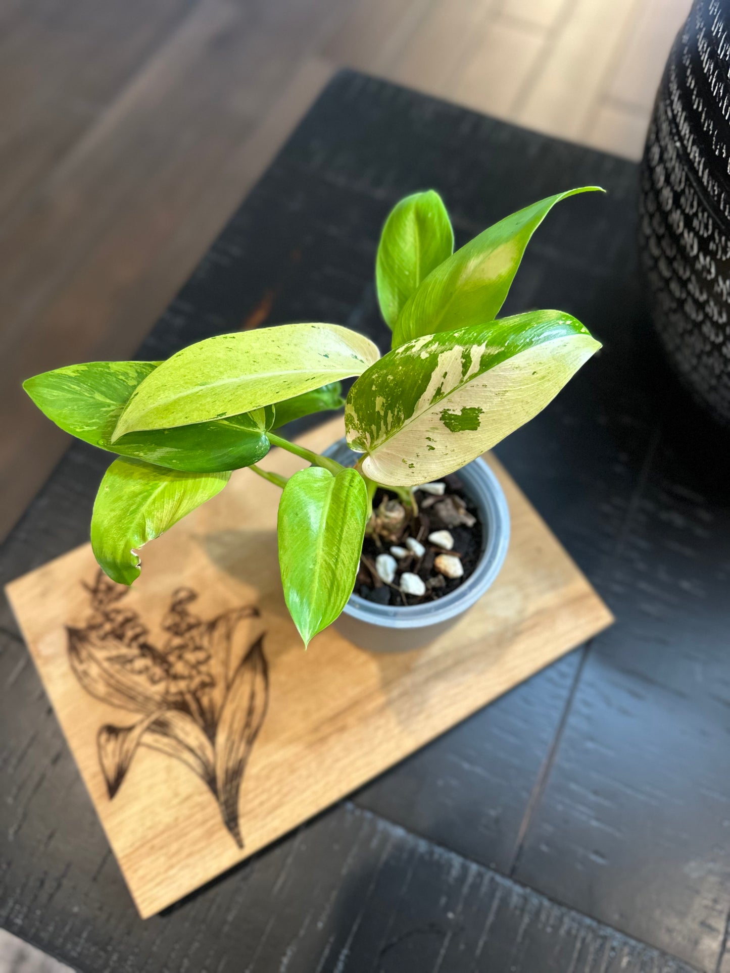 Philodendron Whipple Way (#1)