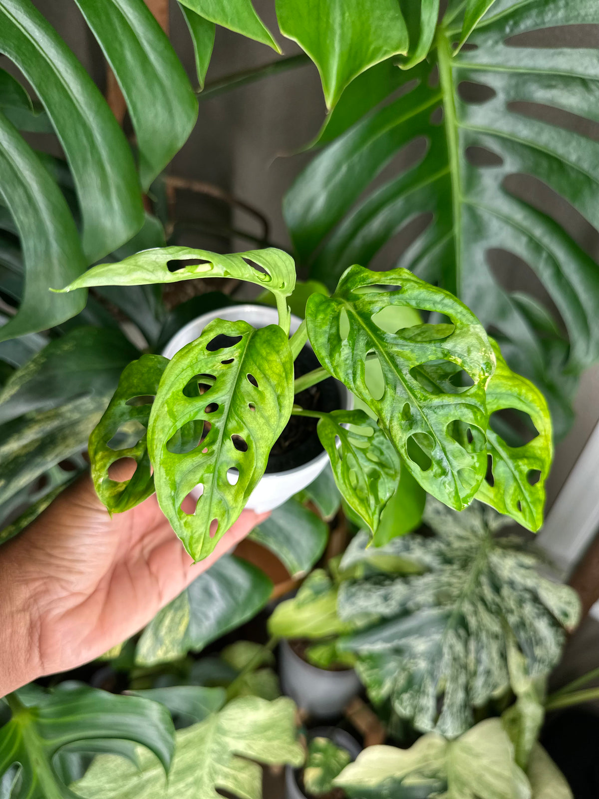 Monstera Adansonii Japanese Tricolor