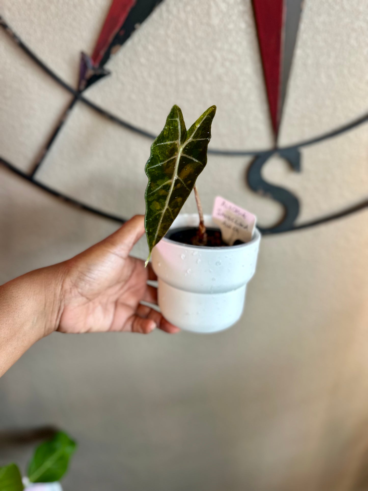 Alocasia Sanderiana Aurea